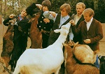 hoes van album Pet Sounds